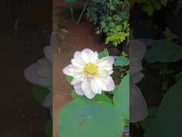 🌿🪷Beautiful lotus flower #shorts #plants #gardening #lotus