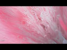 Indianis Dentris | A Bold New Species | Film 2 of 2 | Ogilvy Mumbai