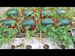 This growing technique resulted in the biggest watermelon I’ve ever seen | It was like a piglet!
