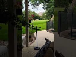 Mo VS Squirrel. The Saturday morning standoff.