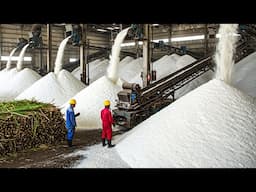 Millions Tons Of Sugarcane Are Harvested And Processed Into Sugar In Factory – Sugarcane Processing.