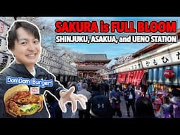 Sakura is Full Bloom Now! Party Everywhere in Tokyo. Shinjuku, Asakusa & Ueno Sakura Update Ep.562