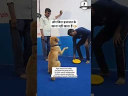 डॉग बीना इजाजत के खाना नहीं खाता हैं 🐶 #foryou #shortfeed #dogshorts