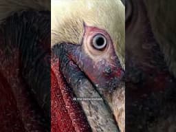 Here's Why Pelicans are Diving Powerhouses | #DeepLook #Shorts