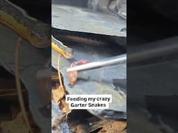 Feeding my CRAZY Garter Snakes #snakes #reptiles #feeding