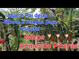 Micos Comendo Pitaya Mãe e Pai Deixam o Filhote pra Tráz e Retorna Para Resgatá-lo