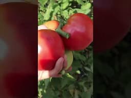 It's Tomato'clock!! 🍅 ⏰ #tomatoes #gardening #growingvegetables