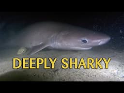 All The Deep Sharks We Seldom See