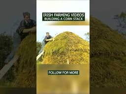 Building a Corn Stack - Vintage Farming Ireland #farming #farmvideo #threshing #ireland #traditional