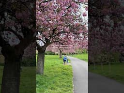 Sakura tree alley no one knows about 🌸🌸🌸