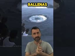 Lo que Hacen ESTAS BALLENAS Cuando las Miramos es MUY EXTRAÑO