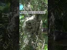 Bushtit feeding delivery