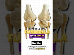 👉🏻 ESTO ES lo que TU 😮‍💨 RODILLA hace POR TI‼️