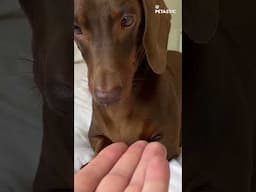 Dog Plays “Too Slow” for a Treat… And Refuses to Give Up! 🐾🤣💥