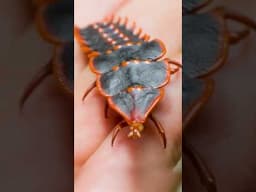 Prehistoric Bug Found!