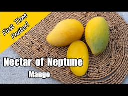 First Time Fruiter! 'Nectar of Neptune' Mango