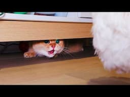 Cat Meets Dog For The First Time!