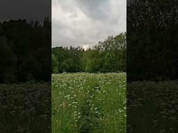 Прогулка в лесу часть 5