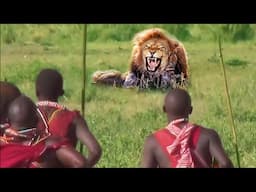 Aboriginal Africans And Lions - Aborigines Recklessly Robbed Prey Of The Hungry Lions