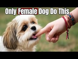 10 Super Weird Things ONLY FEMALE DOGS Do (And You’ll Be Shocked!)