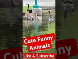 Cute Funny Animals and Cute Baby Animals #funny #animals #funnyanimals #cuteanimals