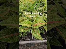 Captivating Aglaonemas #plants #Aglaonemas