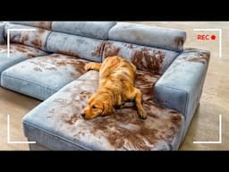 Secret Life of Pets Caught on Camera