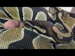 My (Controversial?) Opinion on CHEAP Reptiles