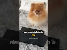 What do we do when somebody hates us for no reason? #funnydog