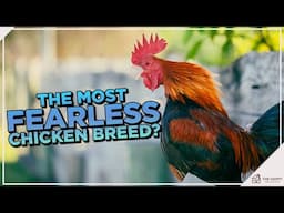 Old English Game Chicken: The Fearless Warrior of the Poultry World! 🏆🐔