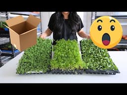 Farmer Bailey's PLUGS 🌿Are They Really Worth The Hype?