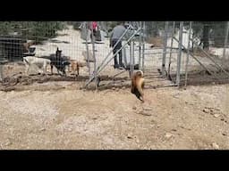 A Bigger Area for Mabels Family! They Are Extremely Active and Need More Space!  - Takis Shelter