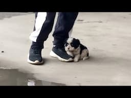 Tears rolling down his cheeks, the skinny puppy tried to run after the student begging for help