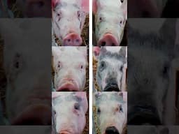 How AI can read the emotion of animals
