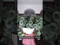 Watermelon Peperomia As You Have Never Seen