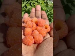 Growing Raspberries in Containers #short #shorts #garden #gardening #tips