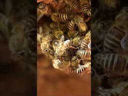 Queen Bee Expelled by Workers