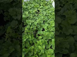 Raised Garden Bed Update | Watermelon Cantaloupe Peppers