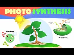 What is Photosynthesis | How do Plants Make Food | How do Plants make Oxygen?