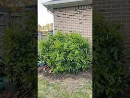 Which Citrus Tree Is Your Favorite?