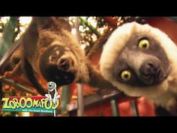 Climbing | Zoboomafoo - WildBrain | Movies for Kids