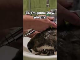 Cute Puppy Gets Wet 🥹🛁🫧