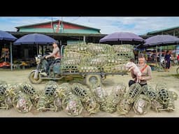 Buy Many Piglets From Farmers, Use 3-Wheeled Truck Transport Piglet Go To Village Market Sell