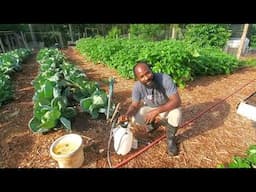 Let's Talk Cabbages! How to Control Pest For A Successful Harvest