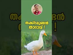 കുഞ്ഞൻ താറാവുകൾ! Tiny Ducklings, Big Business: The Simple Secret to Profitable Duck Farming! shorts