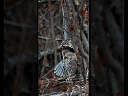 Ruffed Grouse Drumming