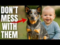 7 Reasons Blue Heelers Are Highly Underrated Guard Dogs...
