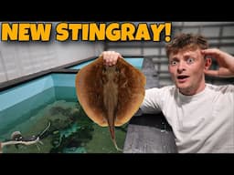 I BOUGHT A RARE STINGRAY!!