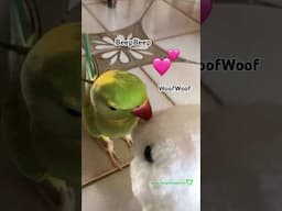 His “BigBig” Baby Bunny 🐣 #birds #talkingparot #pets #shorts