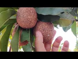 tour pelo pomar orgânico em Vaso